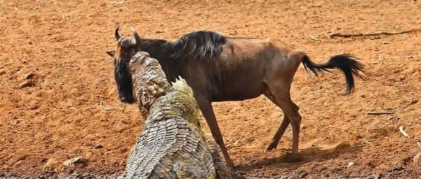 3-Day Luxury Kenya Safari with Nairobi, Naivasha and Lake Nakuru