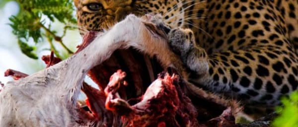 2-Day Tarangire and Ngorongoro Safari from Arusha with Big Game