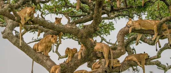 5-Day Northern Circuit Safari in Tanzania with Balloon Ride