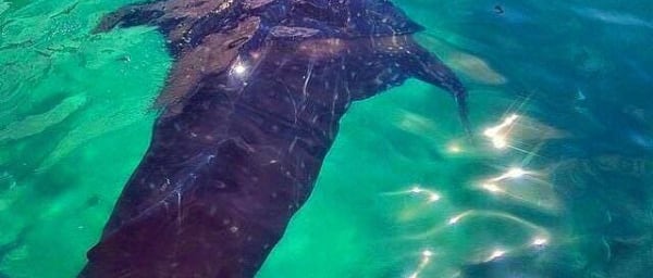 1-Day Oslob Snorkelling Tour from Cebu with Whale Sharks and Sumilon