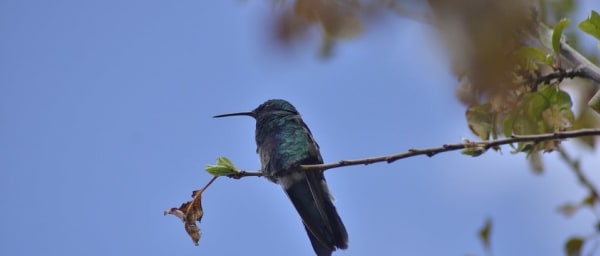 5-Day Manú National Park Bird Watching Tour from Cusco