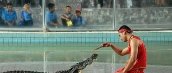 5-Hour Samutprakarn Crocodile Farm Tour with Crocodile Wrestling