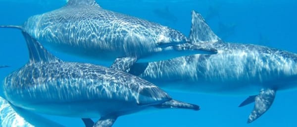 12-Hour Dolphin Swimming and Snorkeling Tour in Hurghada