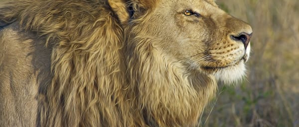 4-Day Masai Mara and Lake Nakuru Safari from Nairobi