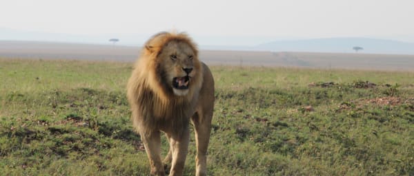 3-Day Maasai Mara Safari from Nairobi with Great Rift Valley Views