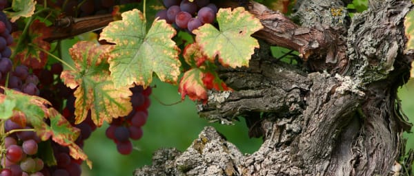 1-Day Alsace Wine Tour with 4 Wineries and Extensive Tastings