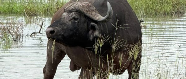 1-Day Arusha Wildlife and Nature Tour with Napuru Falls and Lake Duluti
