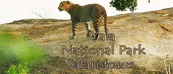 2-Day Yala National Park Jeep Safari from Colombo with 2 Safaris
