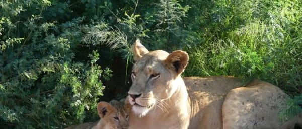 2-Day Tsavo East Safari from Mombasa or Diani with Aruba Dam