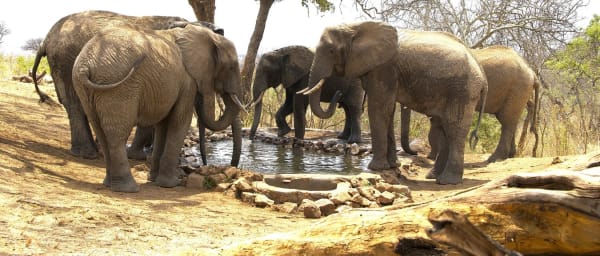 6-Day Tanzania Wildlife Safari through Tarangire Serengeti and Ngorongoro