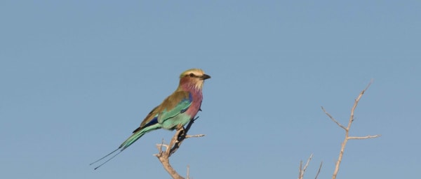 5-Hour Birdwatching Tour in Zambezi National Park at Sunrise