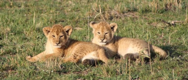 2-Day Masai Mara Big Five Safari with Eco-Camp Stay