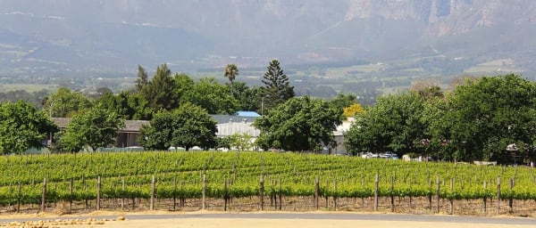 1-Day Cape Winelands Wine Tasting Tour from Cape Town