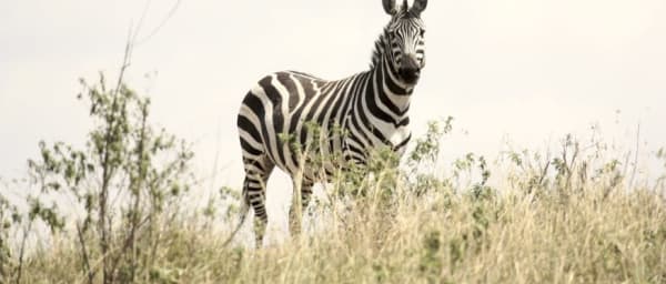 9-Day Tanzania Shared Safari with Serengeti and Hadzabe Visit