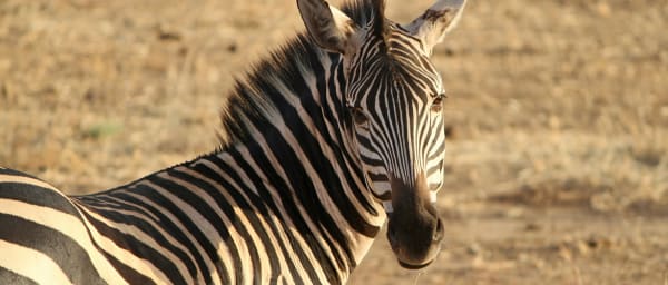 7-Day Tanzania Wildlife Safari through Serengeti and Ngorongoro