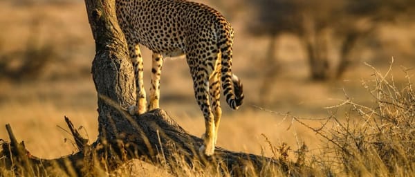 4-Day Serengeti and Ngorongoro Camping Safari via Oldupai Gorge