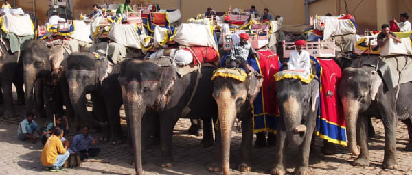 6-Hour Elephant Ride Tour in Jaipur with Village Tea Experience
