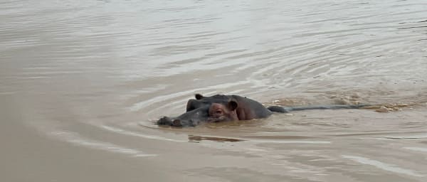 2-Day Mikumi National Park Safari from Dar es Salaam with Masai Visit