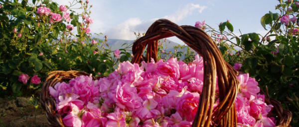 Full-Day Rose Festival Tour from Sofia with Karlovo or Kazanlak