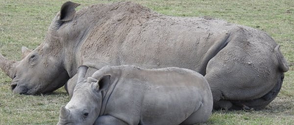 1-Day Ol Pejeta Conservancy Safari from Nairobi with Equator Stop