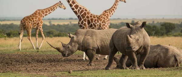7-Day Kenya Wildlife Safari with Chimpanzees and Masai Mara