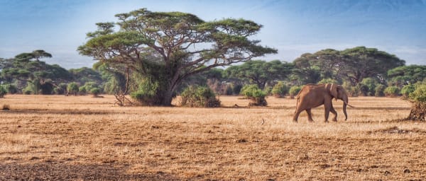 3-Day Amboseli National Park Safari from Nairobi with Game Drives