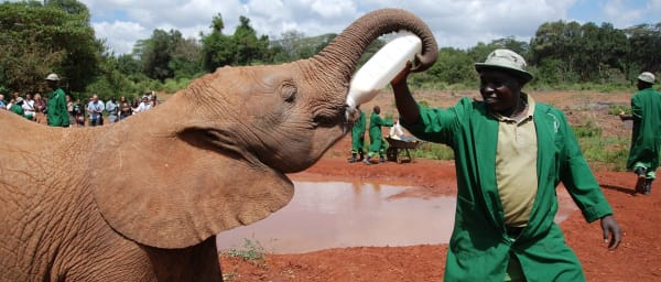 Full-Day Nairobi Wildlife Tour with Giraffe Center and Masai Market