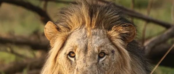 8-Day South Africa Safari Tour with Panorama Route and Shangaan Village