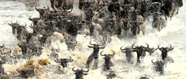 3-Day Masai Mara Safari from Nairobi with Masai Village Visit