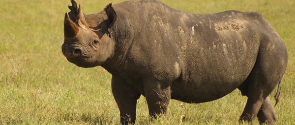 4-Day Tanzania Safari through Tarangire, Serengeti and Ngorongoro