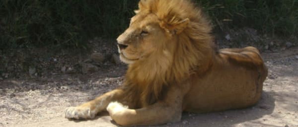 5-Day Tanzania Northern Parks Safari with Serengeti and Ngorongoro