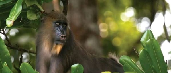 7-Day Dja Biodiversity Reserve Safari with Pygmy Camp Experience