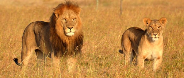 5-Day Tarangire Serengeti and Ngorongoro Safari with Big Five Views