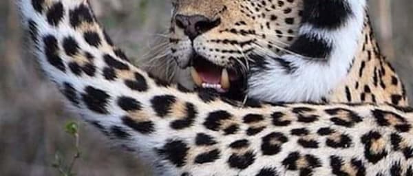 3-Day Etosha National Park Safari from Windhoek with Okaukuejo Camp