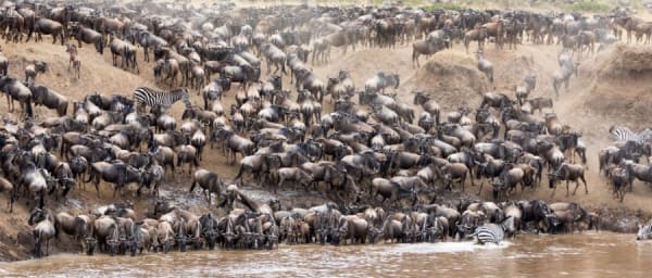 8-Day Wildebeest Calving Season Safari in Serengeti and Ngorongoro