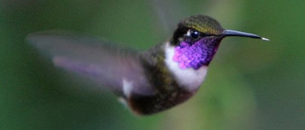 8-Hour Mindo Cloud Forest Tour from Quito with Waterfalls and Chocolate