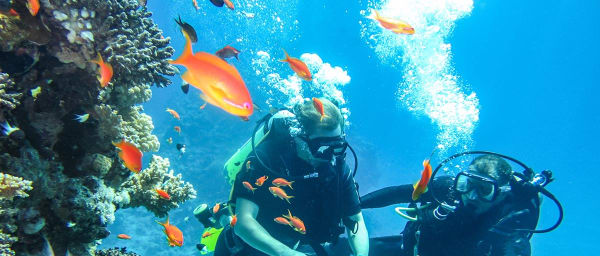8-Hour Shore Scuba Diving Tour in Sharm el-Sheikh with Marine Life