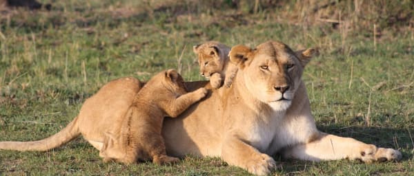 5-Day Wildlife Safari in Masai Mara and Rift Valley Lakes