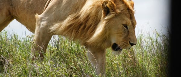 6-Day Tanzania Wildlife Safari through Manyara, Serengeti and Ngorongoro