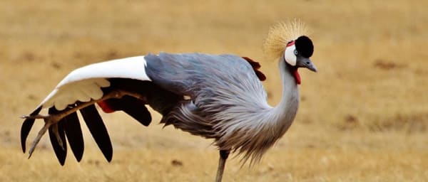 4-Day Serengeti and Ngorongoro Wildlife Safari from Arusha
