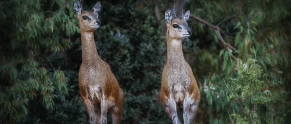 2-Day Pilanesberg Safari from Johannesburg with Big Five Game Drives