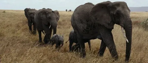 5-Day Serengeti and Ngorongoro Safari from Arusha with Big Five