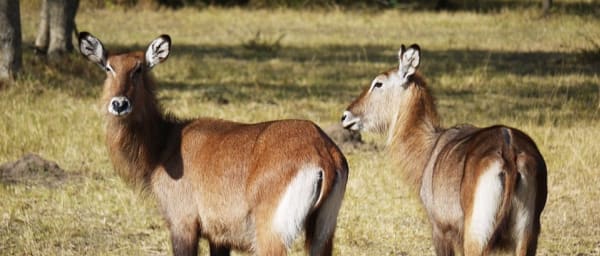 2-Day Lake Mburo National Park Safari with Game Drive and Boat Trip