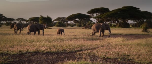 3-Day Amboseli National Park Safari with Mount Kilimanjaro Views