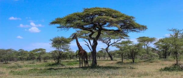 5-Day Selous and Mikumi Safari with Rufiji River Boat Safari