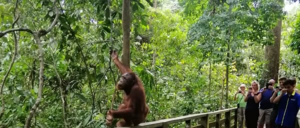 8-Day Sandakan Wildlife Tour with Lankayan Diving and Kinabatangan