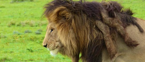 5-Day Camping Safari in Tanzania with Tarangire Serengeti and Ngorongoro