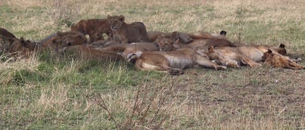 5-Day Tanzania Safari in Serengeti, Ngorongoro and Tarangire