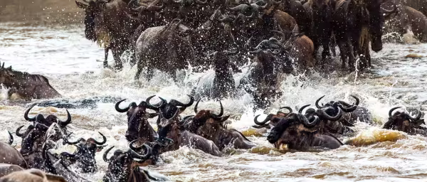3-Day Fly-In Northern Serengeti Safari with Mara River Migration