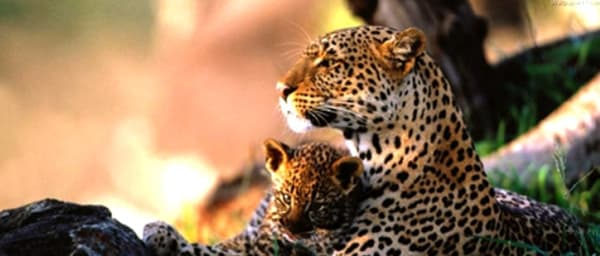 6-Day Tanzania Wildlife Safari through Serengeti and Ngorongoro